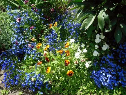 27 culori pentru gradinari incepatori nepretențioase (flori) nepretențios 27 culori pentru gradinari incepatori undemanding