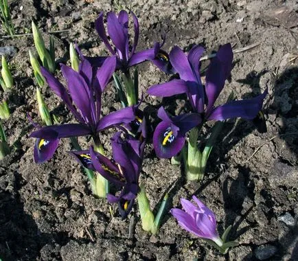 28 cele mai vechi flori de primavara cu fotografii