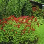 flori parfumate pentru gradina (41 poze) video de instalare, instrucțiuni cu mâinile lor, în special plante (flori) flori parfumate pentru gradina (41 poze) video de instalare, instrucțiuni cu mâinile lor, în special plante
