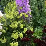 flori parfumate pentru gradina (41 poze) video de instalare, instrucțiuni cu mâinile lor, în special plante aromatice () flori parfumate pentru gradina (41 poze) video de instalare, instrucțiuni cu mâinile lor, în special plante