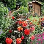 flori parfumate pentru gradina (41 poze) video de instalare, instrucțiuni cu mâinile lor, în special plante (flori) flori parfumate pentru gradina (41 poze) video de instalare, instrucțiuni cu mâinile lor, în special plante
