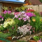 flori parfumate pentru gradina (41 poze) video de instalare, instrucțiuni cu mâinile lor, în special plante aromatice () flori parfumate pentru gradina (41 poze) video de instalare, instrucțiuni cu mâinile lor, în special plante