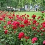 flori parfumate pentru gradina (41 poze) video de instalare, instrucțiuni cu mâinile lor, în special plante (flori parfumate pentru plante gradina cu propriile lor mâini) flori parfumate pentru gradina (41 poze) video de instalare, instrucțiuni cu mâinile lor, în special plante
