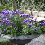 flori parfumate pentru gradina (41 poze) video de instalare, instrucțiuni cu mâinile lor, în special plante (flori) flori parfumate pentru gradina (41 poze) video de instalare, instrucțiuni cu mâinile lor, în special plante