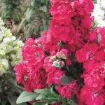 flori parfumate pentru gradina (41 poze) video de instalare, instrucțiuni cu mâinile lor, în special plante (gradina) flori parfumate pentru gradina (41 poze) video de instalare, instrucțiuni cu mâinile lor, în special plante