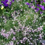 flori parfumate pentru gradina (41 poze) video de instalare, instrucțiuni cu mâinile lor, în special plante aromatice () flori parfumate pentru gradina (41 poze) video de instalare, instrucțiuni cu mâinile lor, în special plante