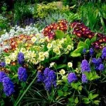 flori parfumate pentru gradina (41 poze) video de instalare, instrucțiuni cu mâinile lor, în special plante (gradina) flori parfumate pentru gradina (41 poze) video de instalare, instrucțiuni cu mâinile lor, în special plante