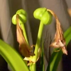 îngrijire Amaryllis, transplant și reproducerea în tipuri de fotografii acasă Hippeastrum flori