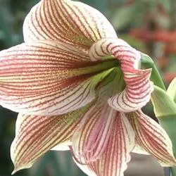 îngrijire Amaryllis, transplant și reproducerea în tipuri de fotografii acasă Hippeastrum flori