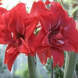 îngrijire Amaryllis, transplant și reproducerea în tipuri de fotografii acasă Hippeastrum flori