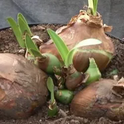 îngrijire Amaryllis, transplant și reproducerea în tipuri de fotografii acasă Hippeastrum flori