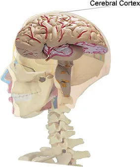 anatomia creierului