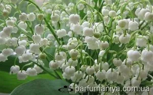 Parfum miros crin (crin) Aromele cu mirosul de crin din vale
