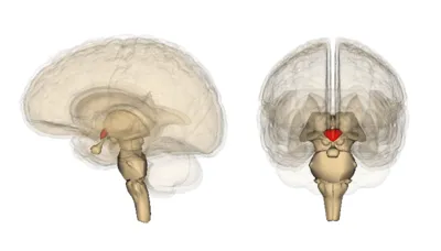 anatomia creierului