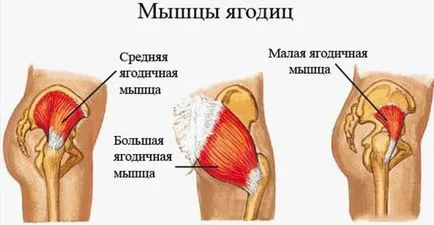 Anatomia mușchilor fesieri, cum a strânge fese și fac fund elastic (trage) Anatomia mușchilor fesieri, cum pentru a strânge fese și să facă fund elastic