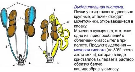 Anatomia găinilor de pui în imagini și video - totul despre pui (găini) Anatomia găinilor de pui în imagini și video - Totul despre pui
