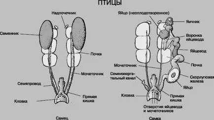 Anatomia pui familiarizat cu structura scheletului și organele interne ale păsărilor de curte