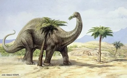 Apatosaurus (Brontosaurus) - lume a cunoașterii