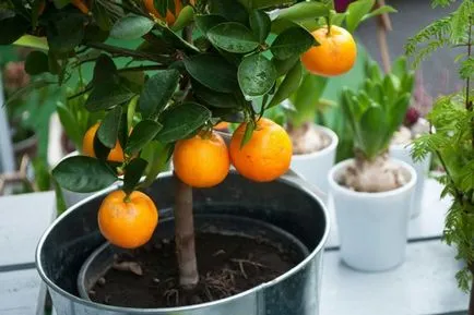 Orange Tree - cultivare și îngrijire la domiciliu (portocaliu) Orange Tree - cultivare și de îngrijire la domiciliu