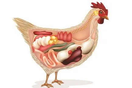 Anatomia găinilor de pui în imagini și video - totul despre pui (anatomie) Anatomia găinilor de pui în imagini și video - Totul despre pui
