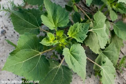 Ambrosia, cyclachaena