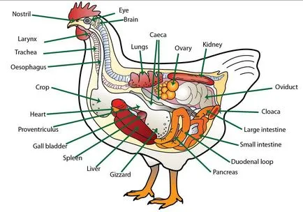 Anatomia găinilor de pui în imagini și video - totul despre pui (găini ouătoare) Anatomia găinilor de pui în imagini și video - Totul despre pui