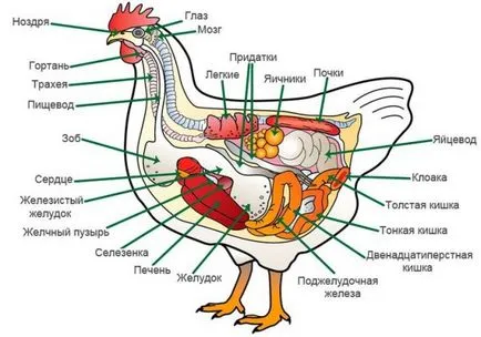 Anatomia pui familiarizat cu structura scheletului și organele interne ale păsărilor de curte