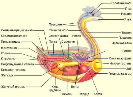 Anatomia găinilor de pui în imagini și video - totul despre pui (anatomie) Anatomia găinilor de pui în imagini și video - Totul despre pui