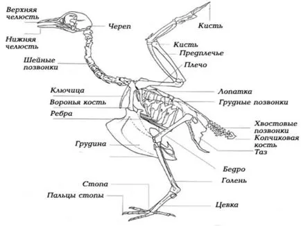 Anatomia găinilor de pui în imagini și video - totul despre pui (găini) Anatomia găinilor de pui în imagini și video - Totul despre pui
