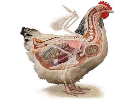 Anatomia găinilor de pui în imagini și video - totul despre pui (găini) Anatomia găinilor de pui în imagini și video - Totul despre pui