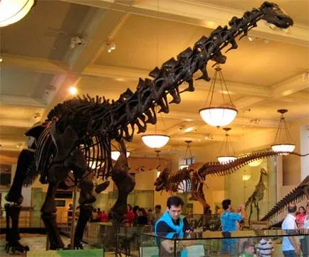 Apatosaurus (Brontosaurus) - dinozaur plante mananca