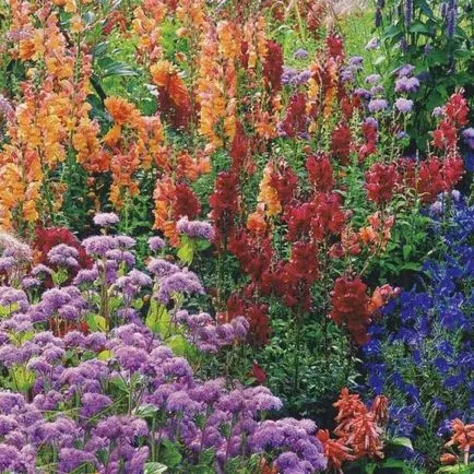 flori parfumate pentru gradina (41 poze) video de instalare, instrucțiuni cu mâinile lor, în special plante aromatice () flori parfumate pentru gradina (41 poze) video de instalare, instrucțiuni cu mâinile lor, în special plante