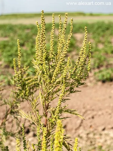 Ambrosia, cyclachaena