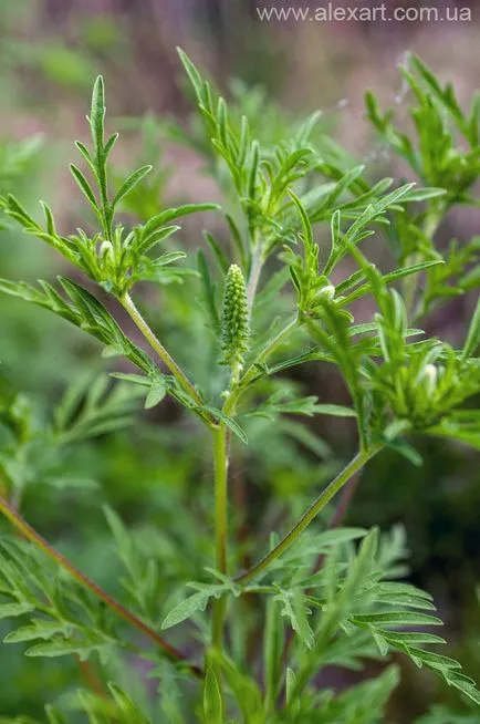 Ambrosia, cyclachaena