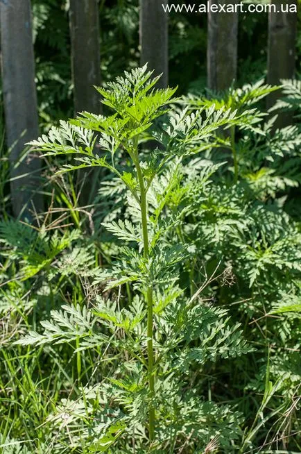 Ambrosia, cyclachaena