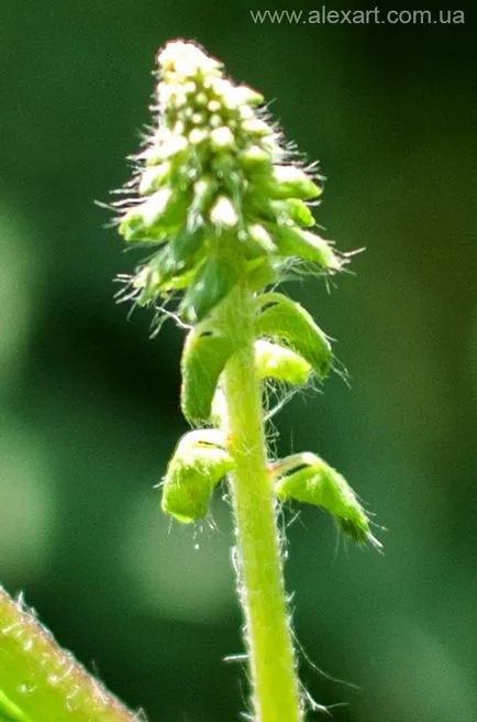 Ambrosia, cyclachaena
