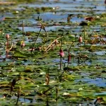 mistere din Triunghiul Bermudelor, ghicitori, povestiri (fotografii, video)