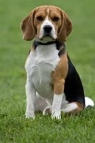 Beagle - Descriere foto și rasa, de stabilire a prețurilor și alegerea de catelus, alimente, îngrijirea și întreținerea unui Beagle (pui beagle prețurilor la produsele alimentare de nutriție instruire în domeniul întreținerii conținut foto) Beagle - Descriere foto și rasa, de stabilire a prețurilor și alegerea de catelus, alimente, îngrijirea și întreținerea Beagle