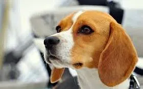Beagle - Descriere foto și rasa, de stabilire a prețurilor și alegerea de catelus, alimente, îngrijirea și întreținerea unui Beagle (rocă) Beagle - Descriere foto și rasa, de stabilire a prețurilor și alegerea de catelus, alimente, îngrijirea și întreținerea Beagle