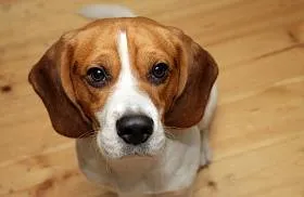 Beagle - Descriere foto și rasa, de stabilire a prețurilor și alegerea de catelus, alimente, îngrijirea și întreținerea unui Beagle (selecție) Beagle - Descriere foto și rasa, de stabilire a prețurilor și alegerea de catelus, alimente, îngrijirea și întreținerea Beagle