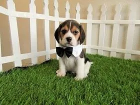Beagle - Descriere foto și rasa, de stabilire a prețurilor și alegerea de catelus, alimente, îngrijirea și întreținerea unui Beagle (rocă) Beagle - Descriere foto și rasa, de stabilire a prețurilor și alegerea de catelus, alimente, îngrijirea și întreținerea Beagle