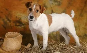 Beagle - o descriere a rasei, fotografie, îngrijire, preț, în cazul în care pentru a cumpăra un catelus, „da laba“