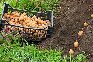 Afaceri în sat din zonele terestre ale dezvoltării agricole (ce fel de afaceri pentru a deschide în sat) Afaceri în sat din zonele terestre ale dezvoltării agricole
