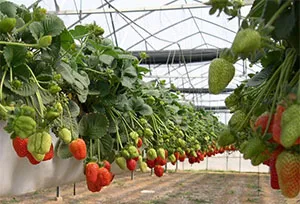 Afaceri în sat din zonele terestre ale dezvoltării agricole (ce fel de afaceri pentru a deschide în sat) Afaceri în sat din zonele terestre ale dezvoltării agricole