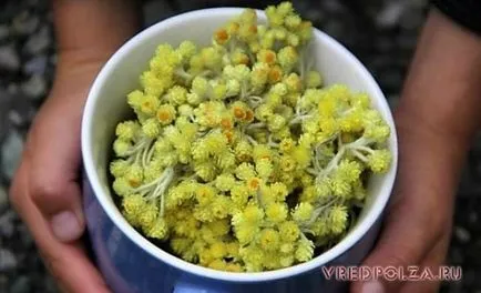 Immortelle proprietăți și contraindicații utile (proprietățile benefice ale contraindicațiile) Immortelle proprietăți utile și contraindicații