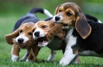fotografie Beagle câine, pret, descriere rasa, caracter, video (Beagle) fotografie câine Beagle, pret, descriere rasa, caracter, video