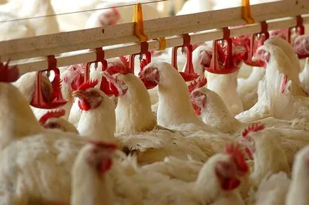 Afaceri în sat din zonele terestre ale dezvoltării agricole (ce fel de afaceri pentru a deschide în sat) Afaceri în sat din zonele terestre ale dezvoltării agricole