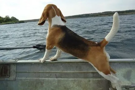 Beagle - o descriere a rasei, fotografie, îngrijire, preț, în cazul în care pentru a cumpăra un catelus, „da laba“