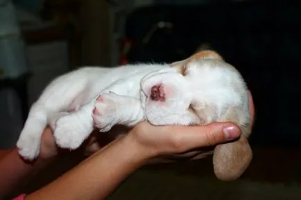 Beagle - o descriere a rasei, fotografie, îngrijire, preț, în cazul în care pentru a cumpăra un catelus, „da laba“