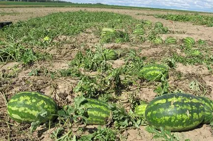 Afaceri în sat din zonele terestre ale dezvoltării agricole (ce afaceri să facă în sat) Afaceri în sat din zonele terestre ale dezvoltării agricole